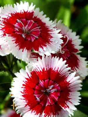 Chinese pink(Dianthus chinensis)