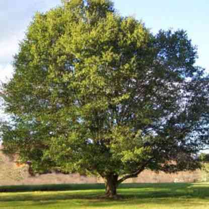 Live oak(Quercus virginiana)