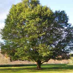 Live oak(Quercus virginiana)