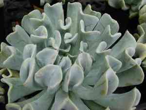 Echeveria runyonii(Echeveria runyonii)