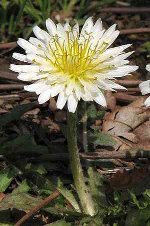 Common dandelion(Taraxacum campylodes)