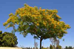 Tipu tree(Tipuana tipu)