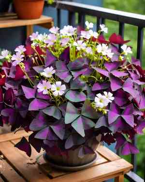 False shamrock(Oxalis triangularis)