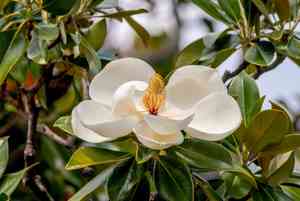 Southern magnolia(Magnolia grandiflora)