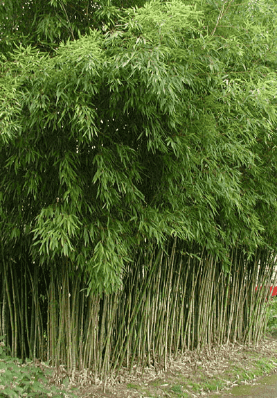 Golden bamboo(Phyllostachys aurea)