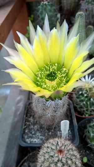 Rainbow cactus(Echinocereus pectinatus)
