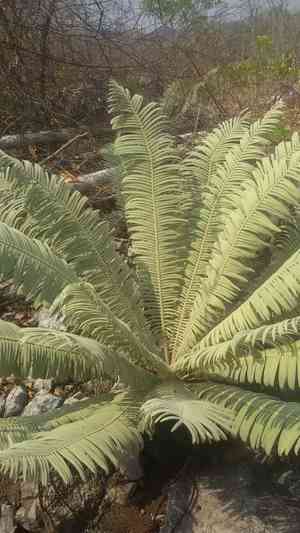 Cycas siamensis(Cycas siamensis)