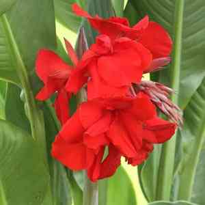 Canna × hybrida(Canna × hybrida)