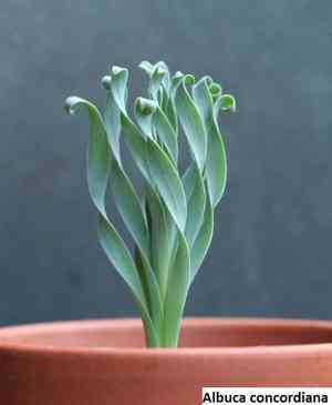 Frizzle sizzle(Albuca spiralis)