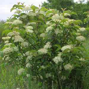Cornus sanguinea(Cornus sanguinea)