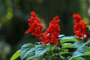 Scarlet sage(Salvia splendens)