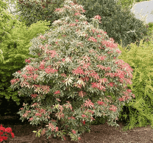 Japanese pieris(Pieris japonica)