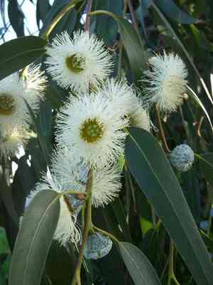 Tasmanian blue gum(Eucalyptus globulus)