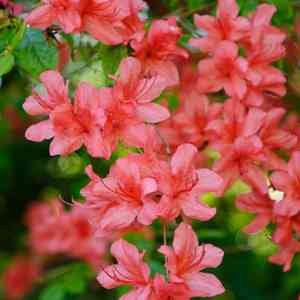 Flame azalea(Rhododendron calendulaceum)