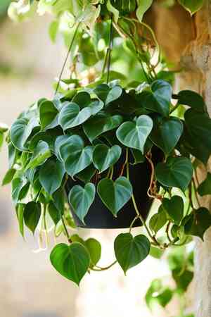 Heartleaf philodendron(Philodendron hederaceum)