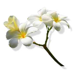 Flat-leaved vanilla(Vanilla planifolia)