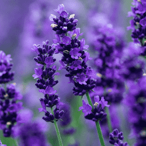 English lavender(Lavandula angustifolia)