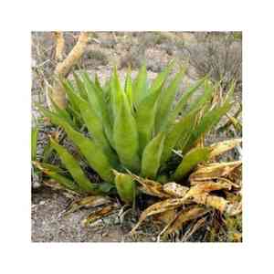 Rough century plant(Agave asperrima)
