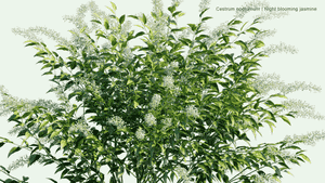 Night-blooming jasmine(Cestrum nocturnum)