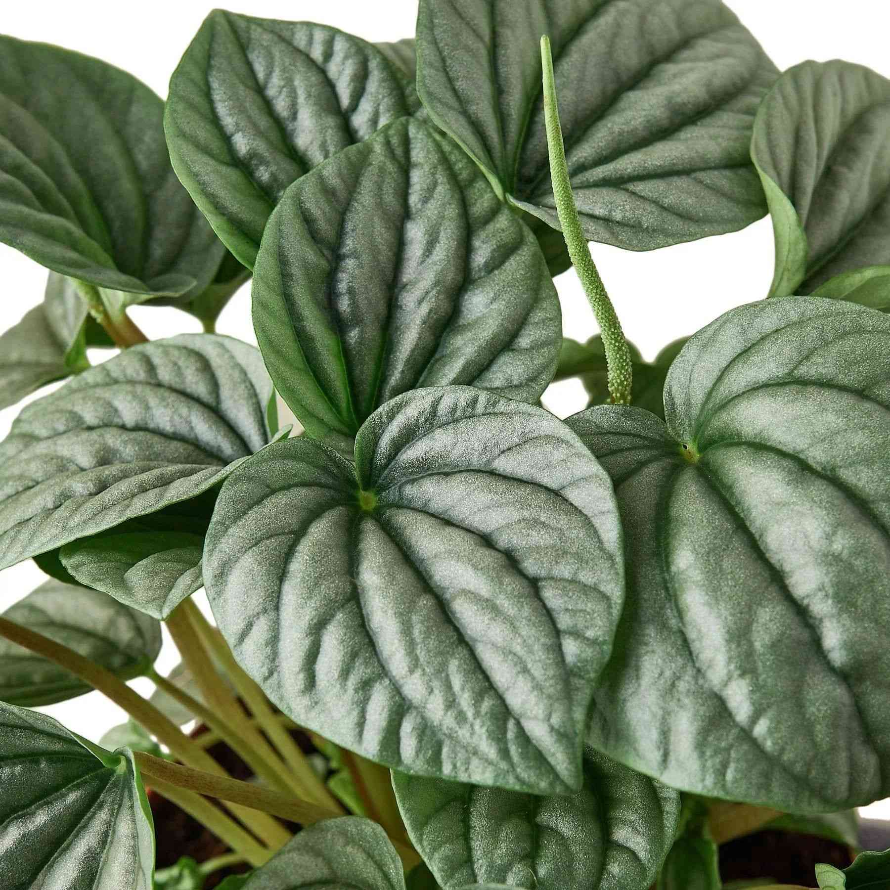 Emerald ripple peperomia(Peperomia caperata)