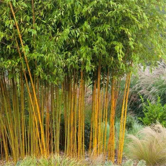 Golden bamboo(Phyllostachys aurea)