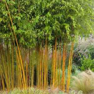 Golden bamboo(Phyllostachys aurea)