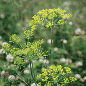 Dill(Anethum graveolens)