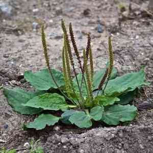 Blackseed plantain(Plantago rugelii)