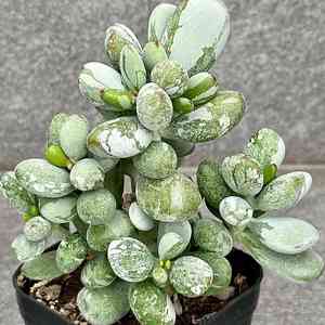 Round-leafed navel-wort(Cotyledon orbiculata)