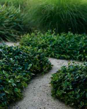 Asiatic jasmine(Trachelospermum asiaticum)