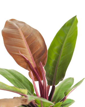 Blushing philodendron(Philodendron erubescens)