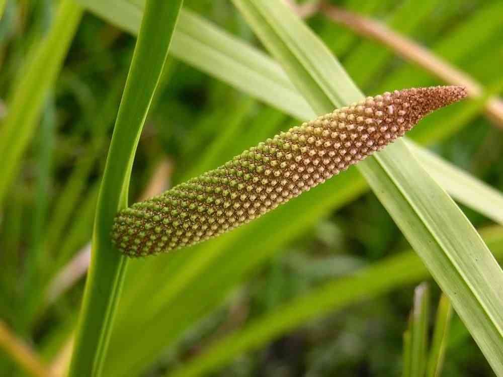 Sweet flag(Acorus calamus)