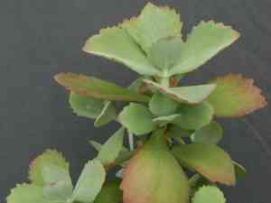 Kalanchoe serrata(Kalanchoe serrata)