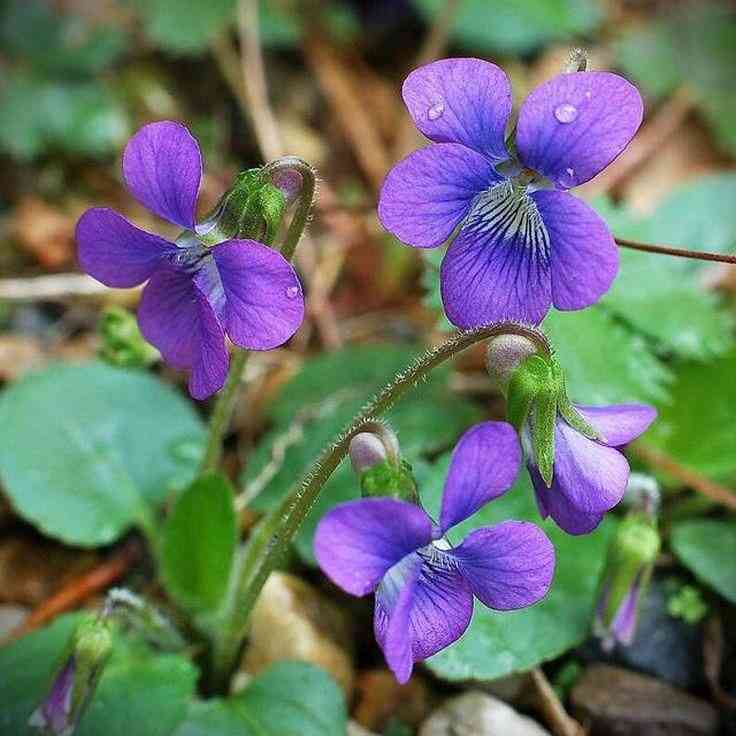 Common blue violet(Viola sororia)