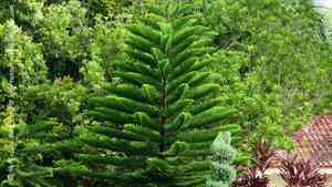New caledonia pine(Araucaria columnaris)