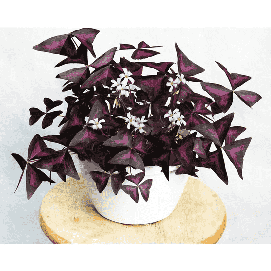 False shamrock(Oxalis triangularis)