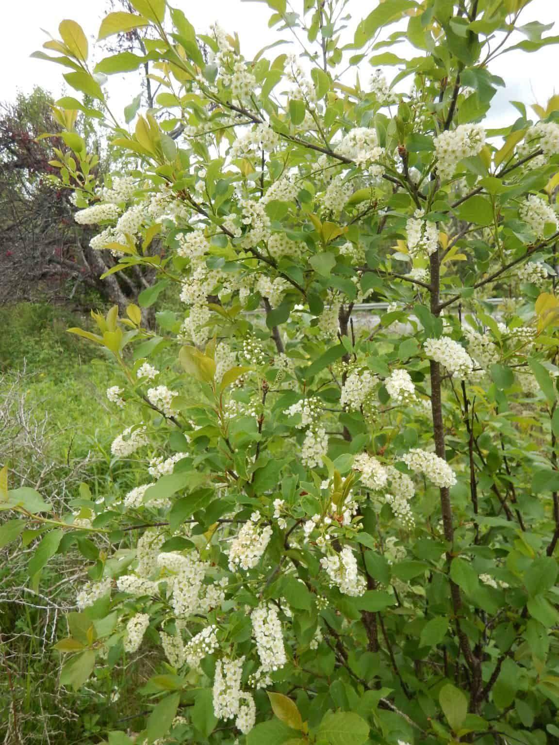 Common chokecherry