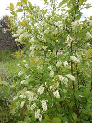 Common chokecherry(Prunus virginiana)
