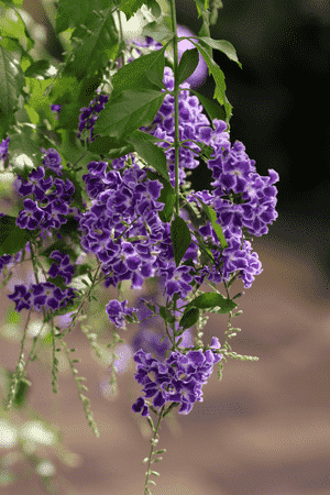 Golden dewdrops(Duranta erecta)