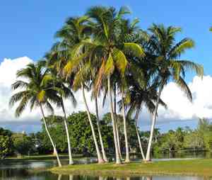 Common coconut palm(Cocos nucifera)