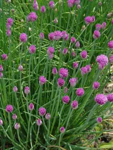 Allium schoenoprasum(Allium schoenoprasum)
