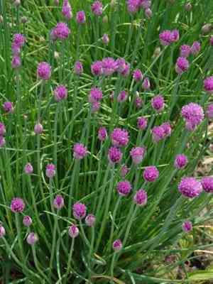 Chives(Allium schoenoprasum)
