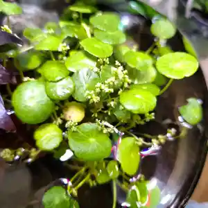Whorled pennywort(Hydrocotyle verticillata)