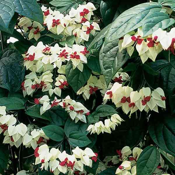 Bleeding-heart vine(Clerodendrum thomsoniae)