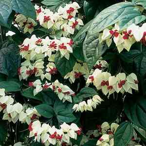 Bleeding-heart vine(Clerodendrum thomsoniae)
