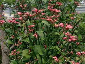 Devil's-backbone(Euphorbia tithymaloides)