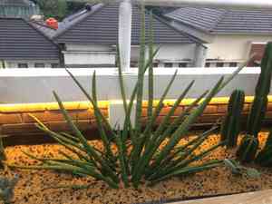 Dracaena angolensis(Dracaena angolensis)