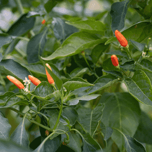 Tabasco pepper(Capsicum frutescens)