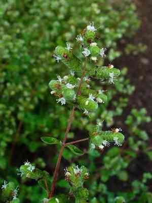 Sweet marjoram(Origanum majorana)