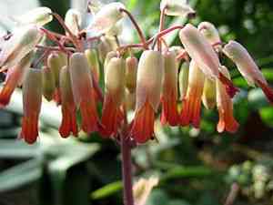 Kalanchoe serrata(Kalanchoe serrata)